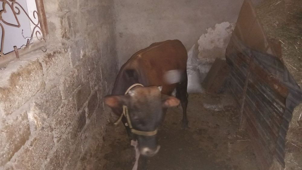 Бычок продам срочно