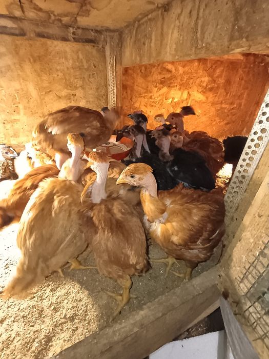 29 pui de casa de 5 săptămâni