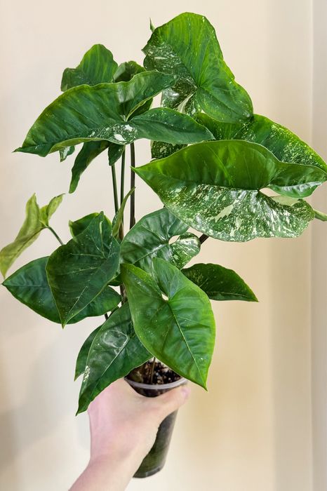 Сингониумы империал вайт, 3 короля (жаде)