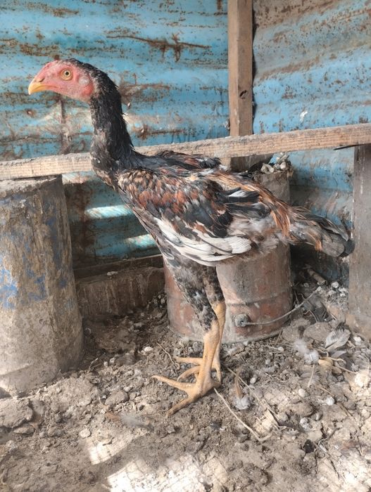Дакан маиски нннннн