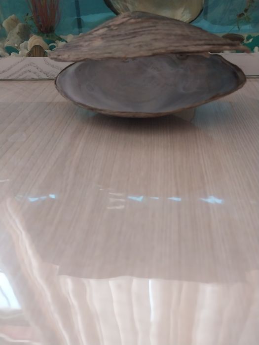 Аквариумные ракушки