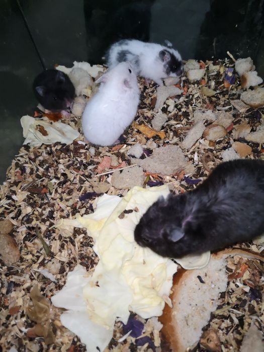 Сирийские хомяки