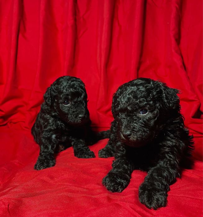 Щенки той-пудель