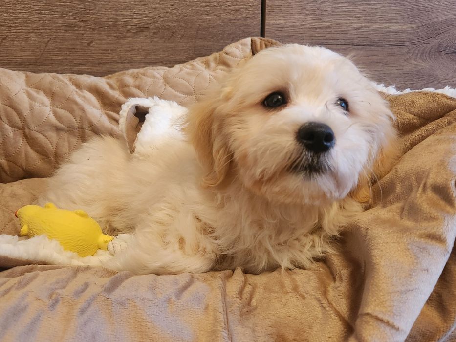 Mascul, 3 luni – cățel jucăuș și afectuos