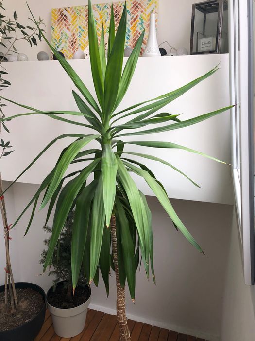 Голяма палма Юка