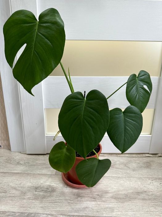 Продаются  цветы