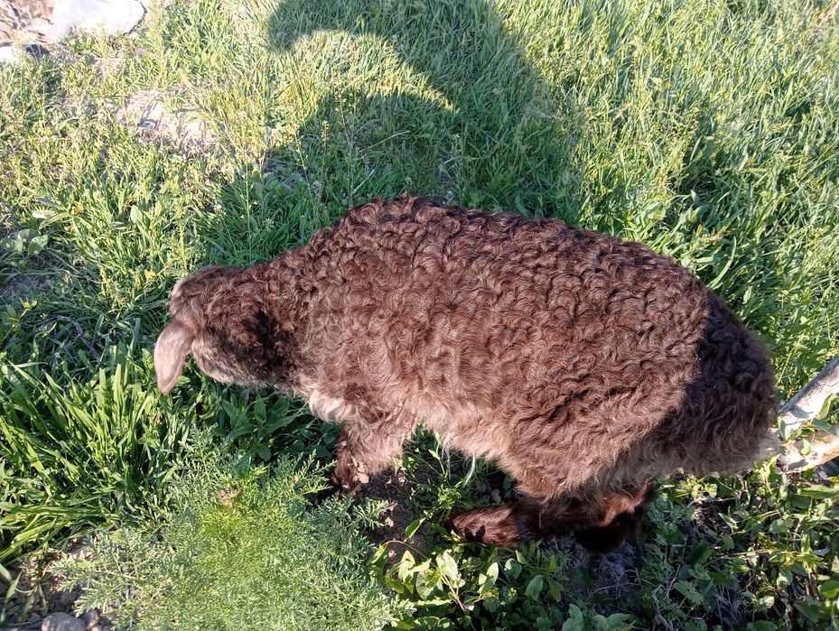 Кой козлы, овца.