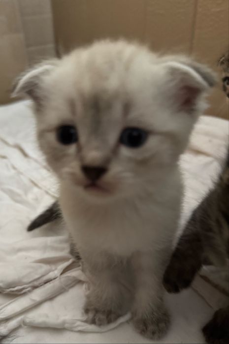 Продаются котята