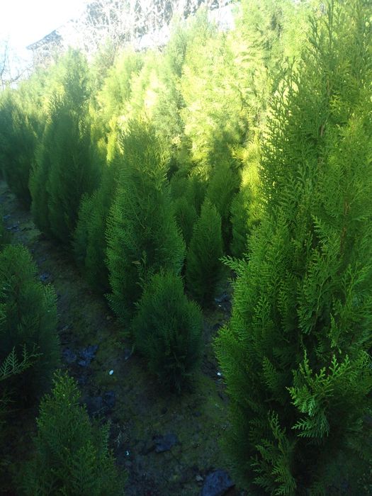 арчалар бор.. сосна туя книжный