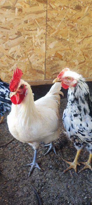 Găini, cocoși și pui