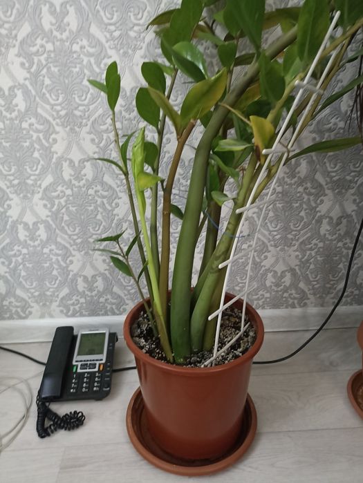 Комнатные ( домашние ) цветы