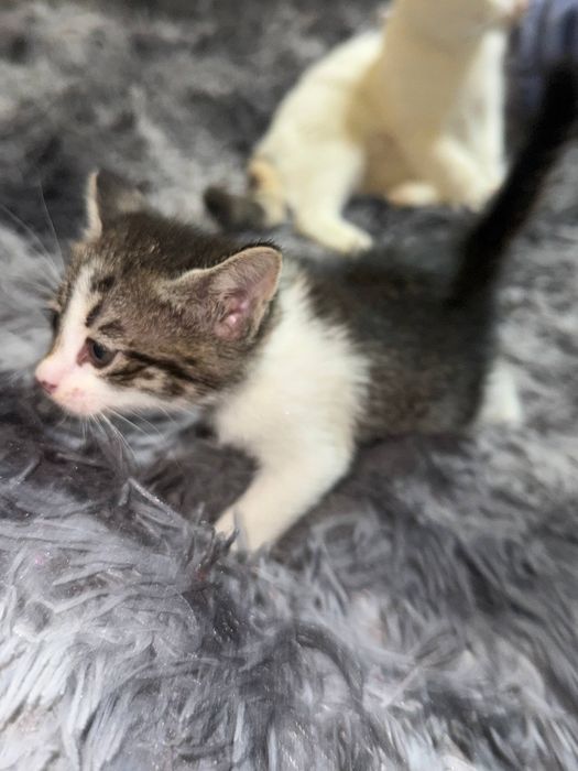 Отдам в добрые руки котят .