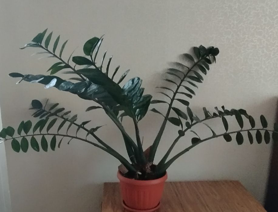 Бугенвиллия Замиокулькас- долларовое дерево