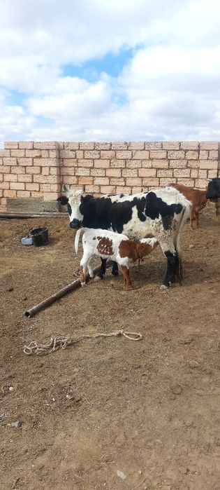 Бұзаулы сиыр сатылады