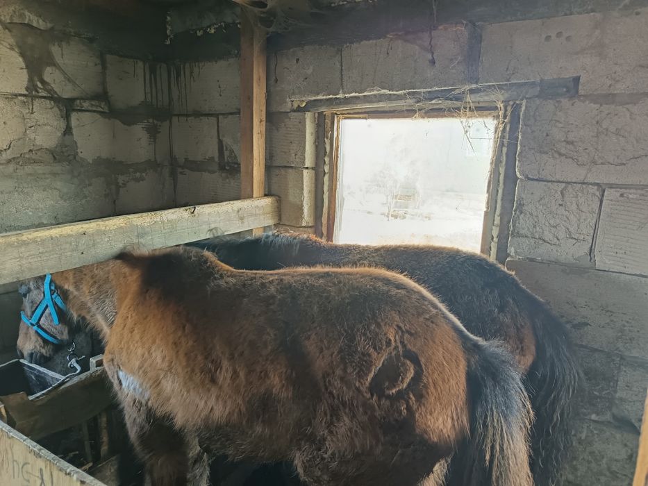 2 жабагы сатылады