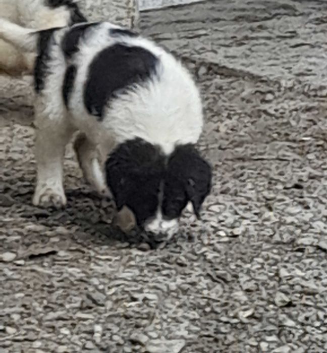 Crb disponibili ,vaccinați,  deparazitați