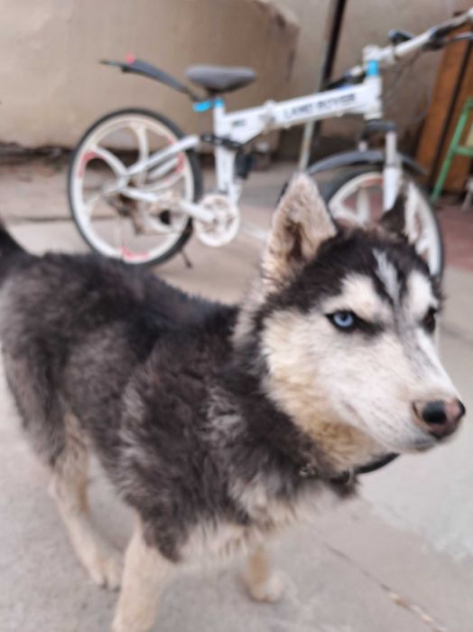 Хаски чистокровный