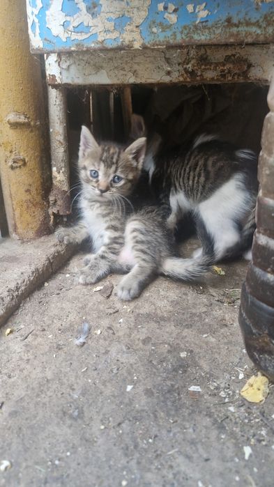 Pisicuți spre adopție