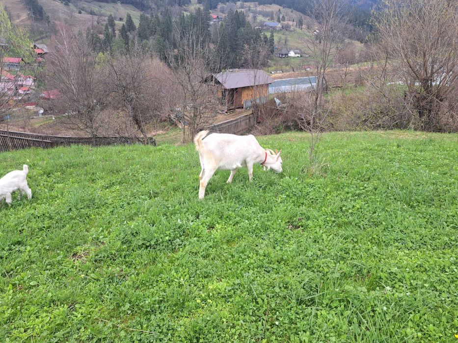 Vand un țap și o capra Saanen