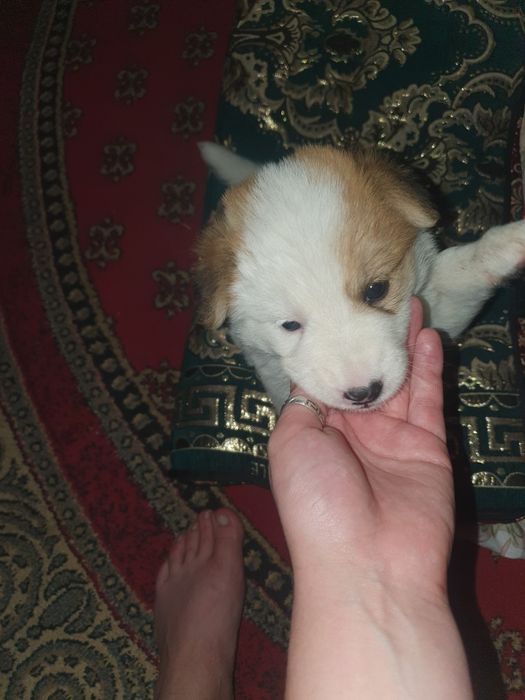 Нашли щенка сучка 2 месяца не можем оставить из за кота