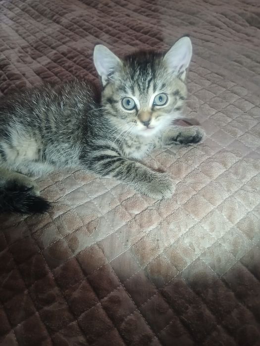 Котята Шотландцы
