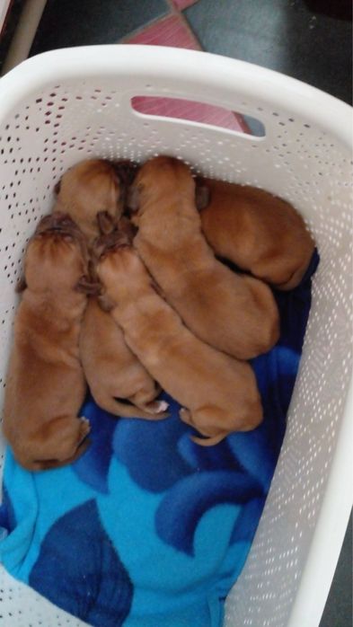 Dog de bordeaux / Дог от бордо / Френски мастиф