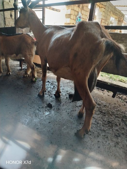Echki suti sotiladi 30.000 so'm