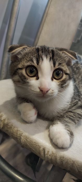 Кошечка 3 месяца