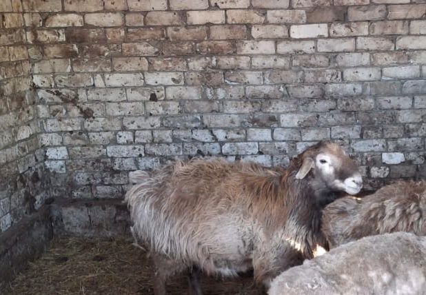 2 жасар қошқар сатылады