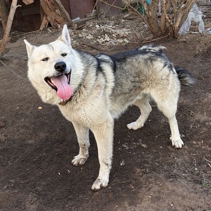 Продаётся собака!