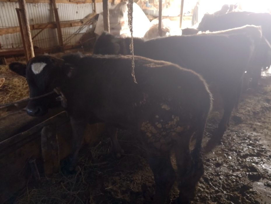 Продам двух быков