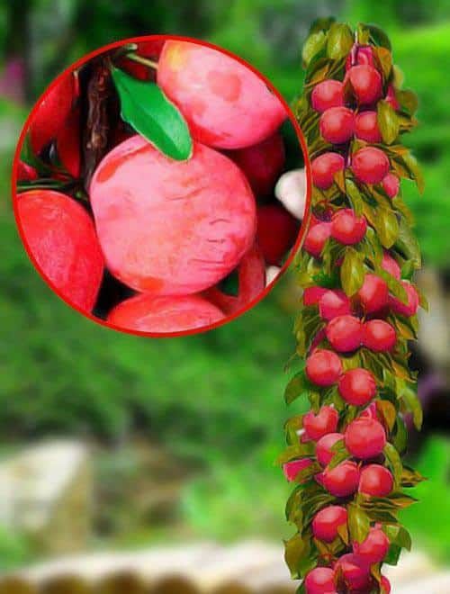 Pomi Fructiferi Columnari (Prun )