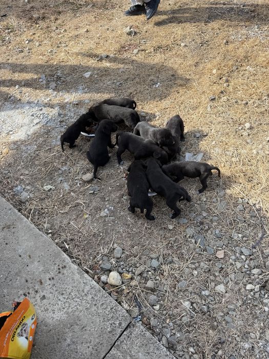 Catei adoptie 2-3 luni