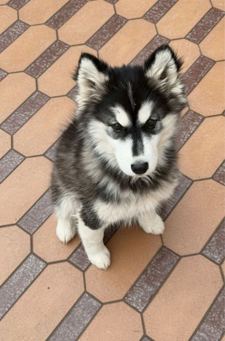 Сибирский Хаски кучуги 4 ойлик