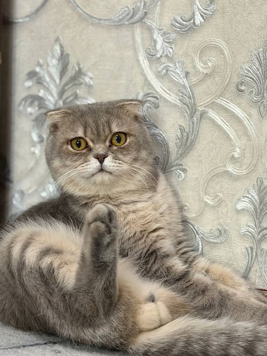Vyazka Scottish fold srochno