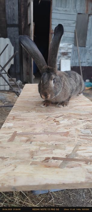 Masculi de uriași german caută alt Stăpân Varsta  7 luni sunt Vaccinaț