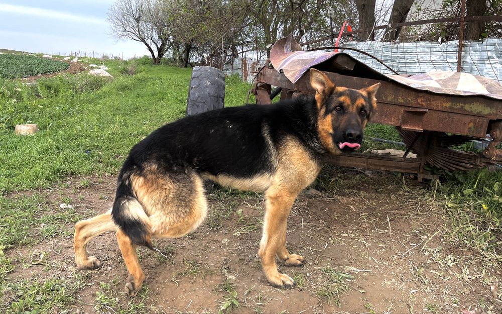 Еш алдаусыз таза ит