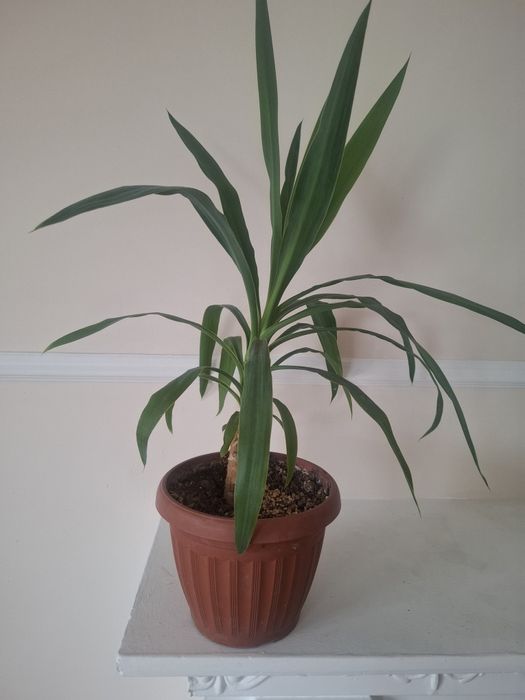 Продаю комнатные цветы