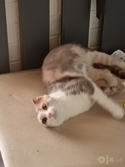 Пристраиваются котята в добрые руки