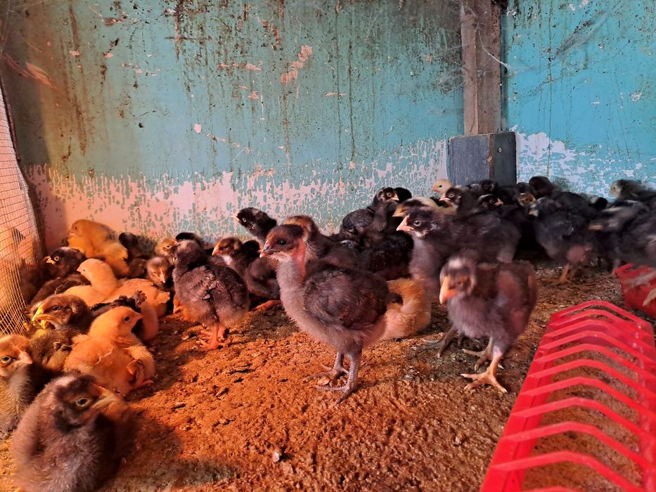 Pui de zii rasa mixta