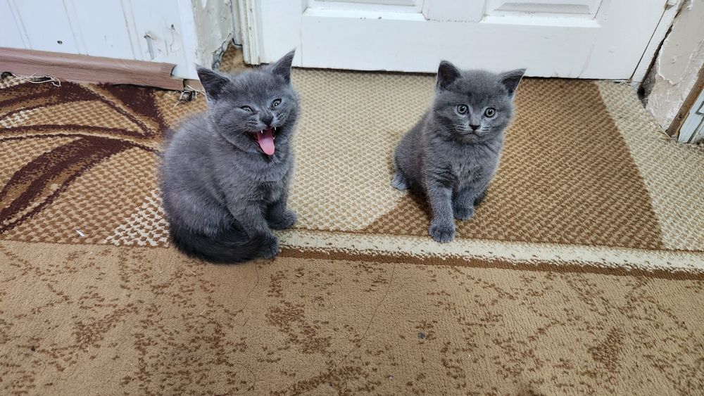 Продаётся котята скотеш