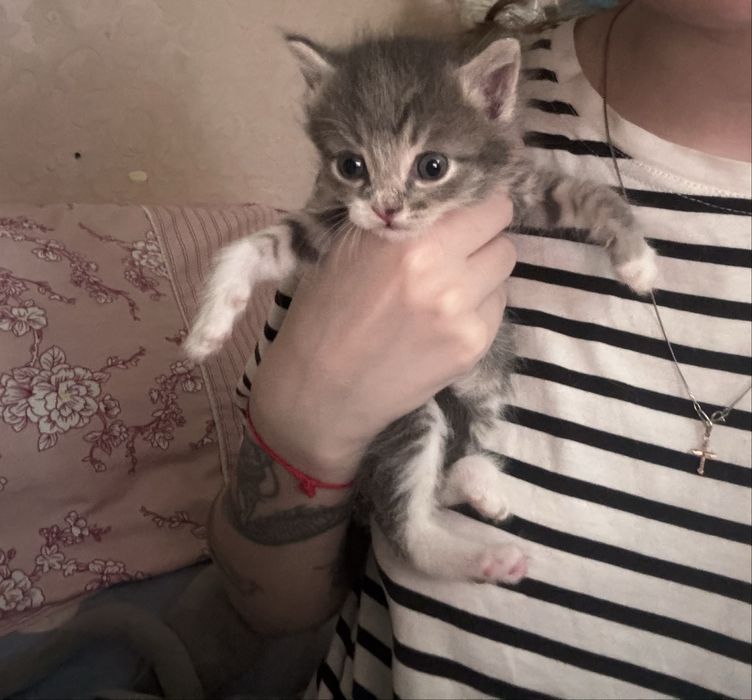 котята очень красивые