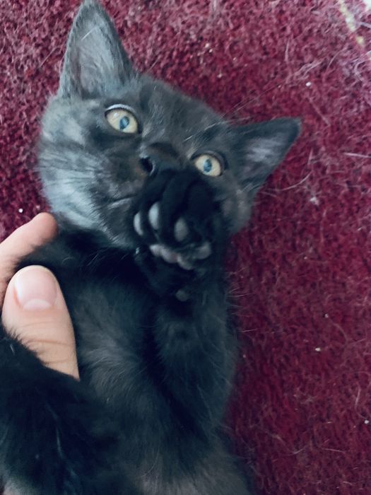 Отдаю котят бесплатно