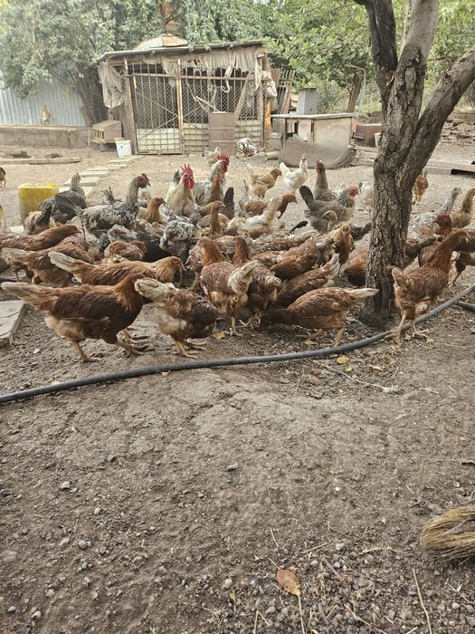 Цыплята домашние