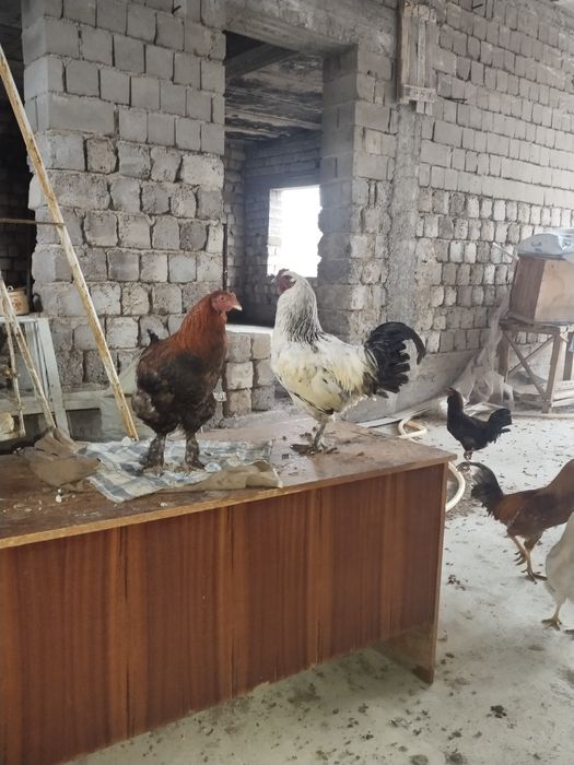 Брама хуроз 3 мрамор  1 кизил рангли