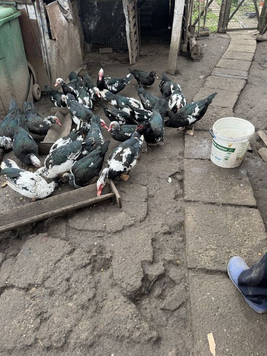 Vand rațe mute 50 lei buc