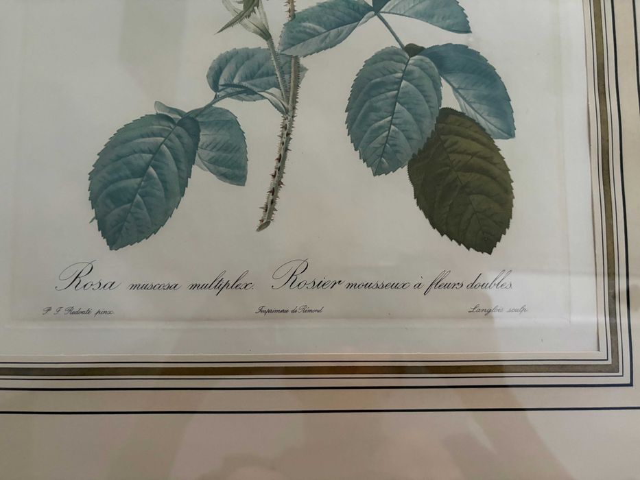 Print oficial La Redoute 3-a editie sec 19 trandafir alb rar