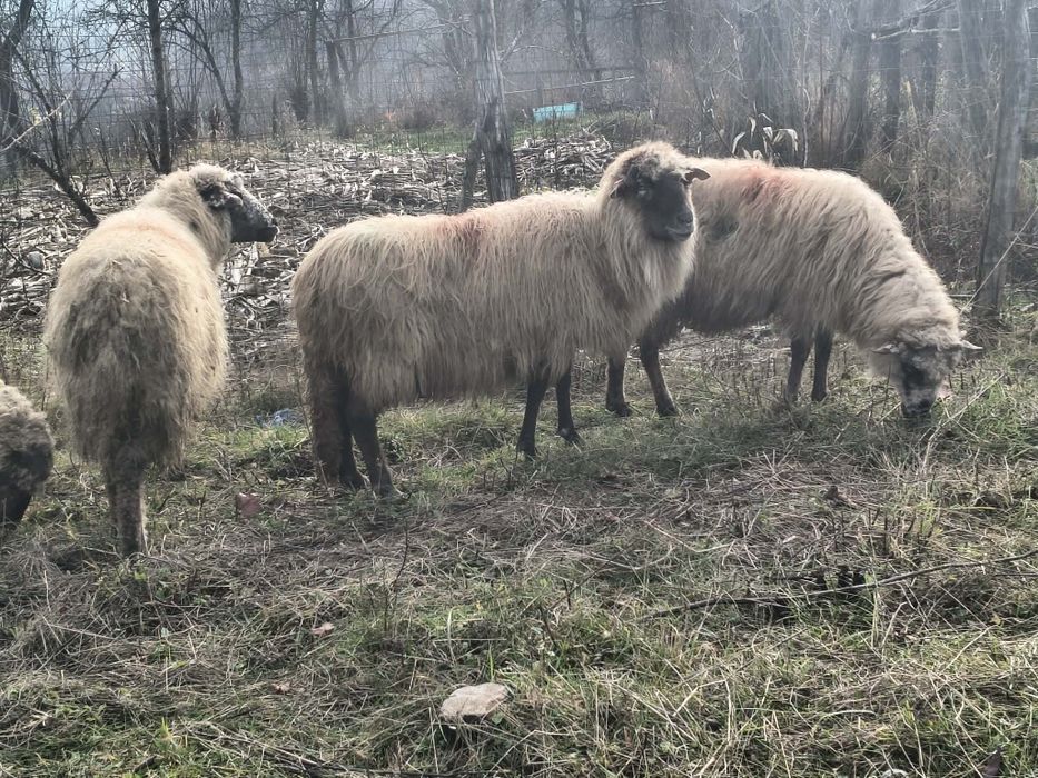 Oi și berbec de vânzare