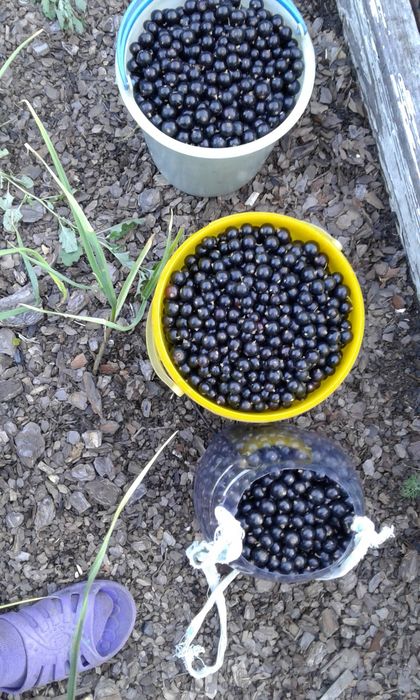 Продам дачу, с/о Эврика