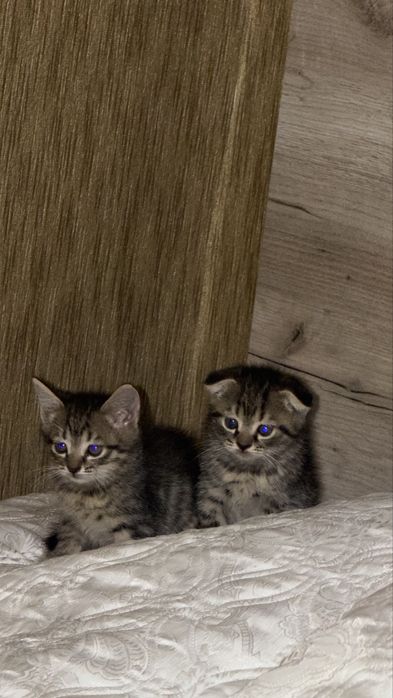Продаются котята